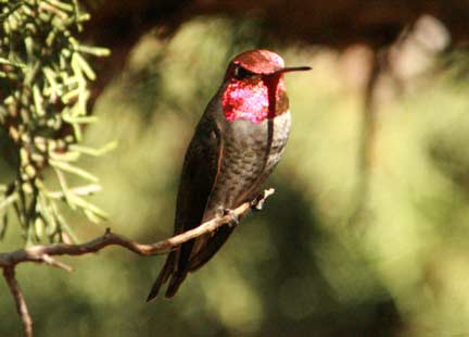 Anna’s hummingbird