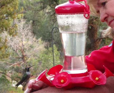 Hummingbird on finger. These are my babies!