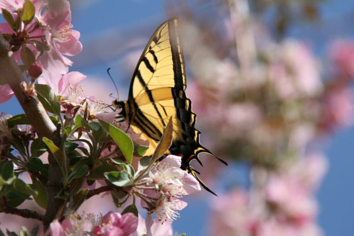 Two tailed yellow Swallowtail butterfly on cherry blossoms at Sedona Cathedral Hideaway bed and breakfast in Sedona.