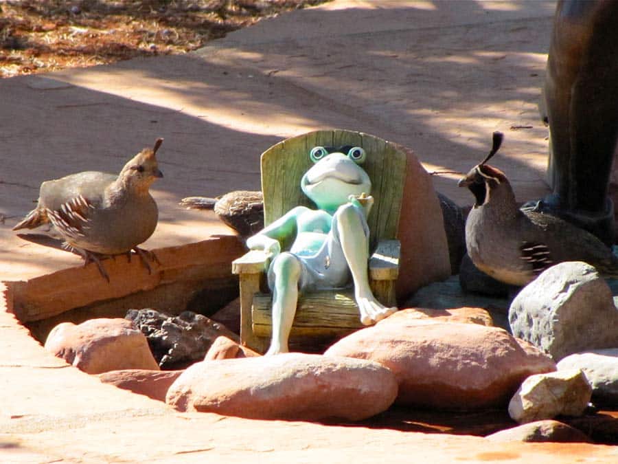 Relaxing frog with quail friends