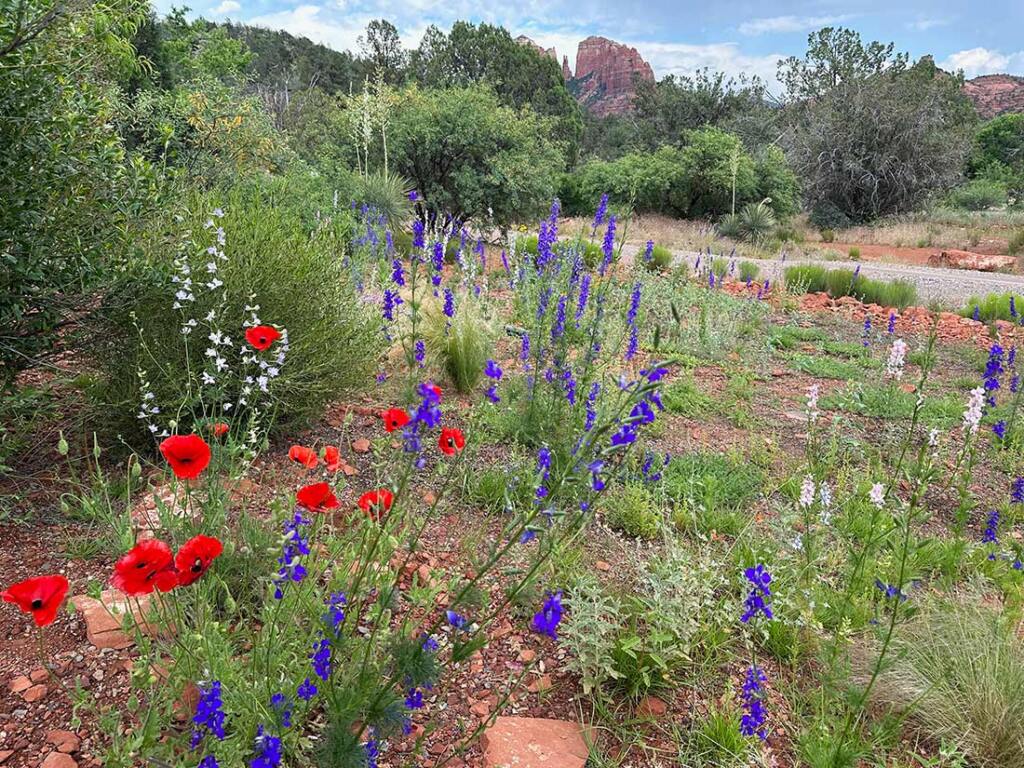 Our wildflower garden